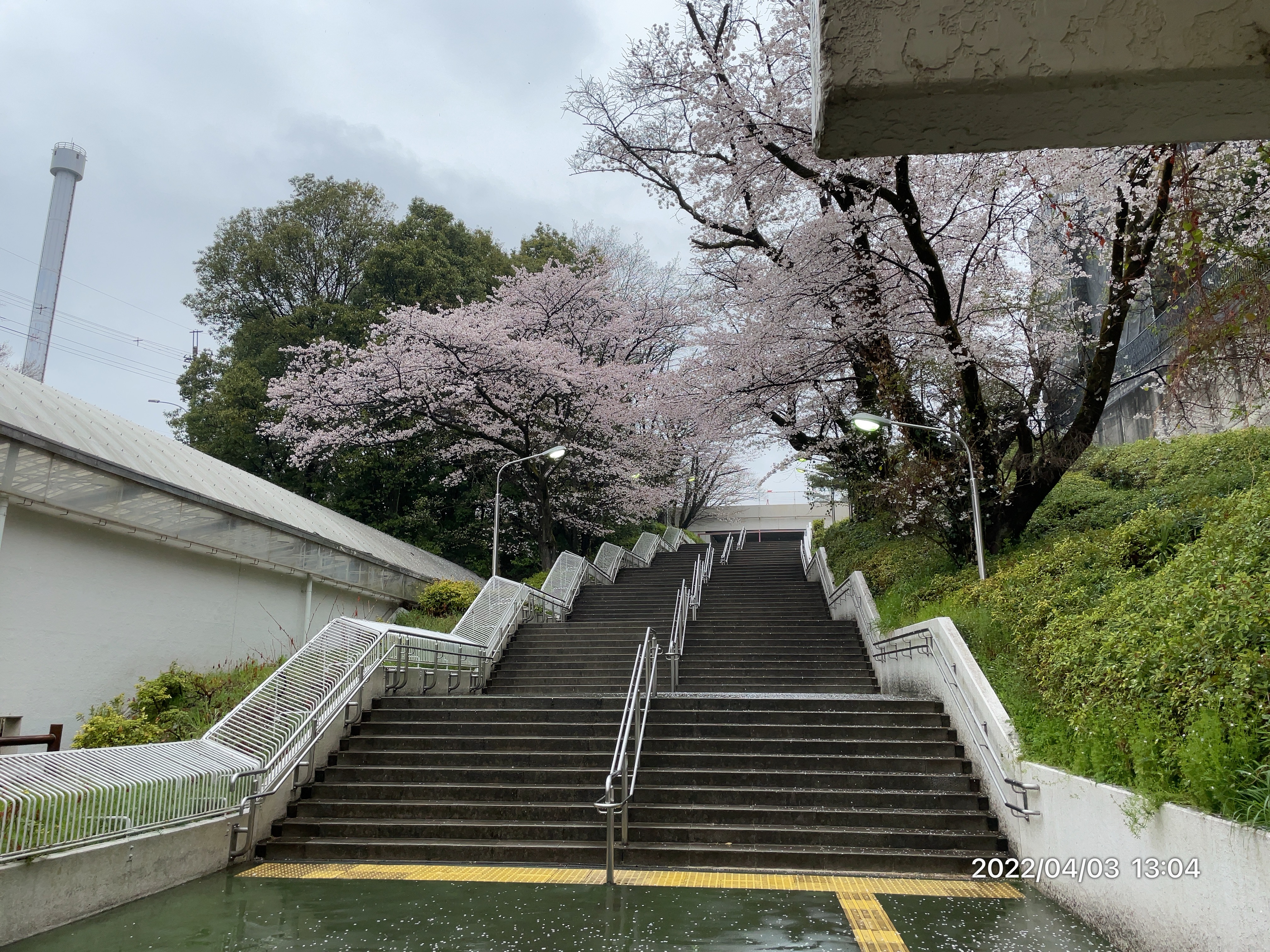 多摩湖駅の桜